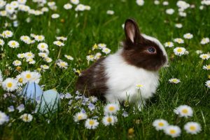 Why Your Bunny Should Visit the Vet